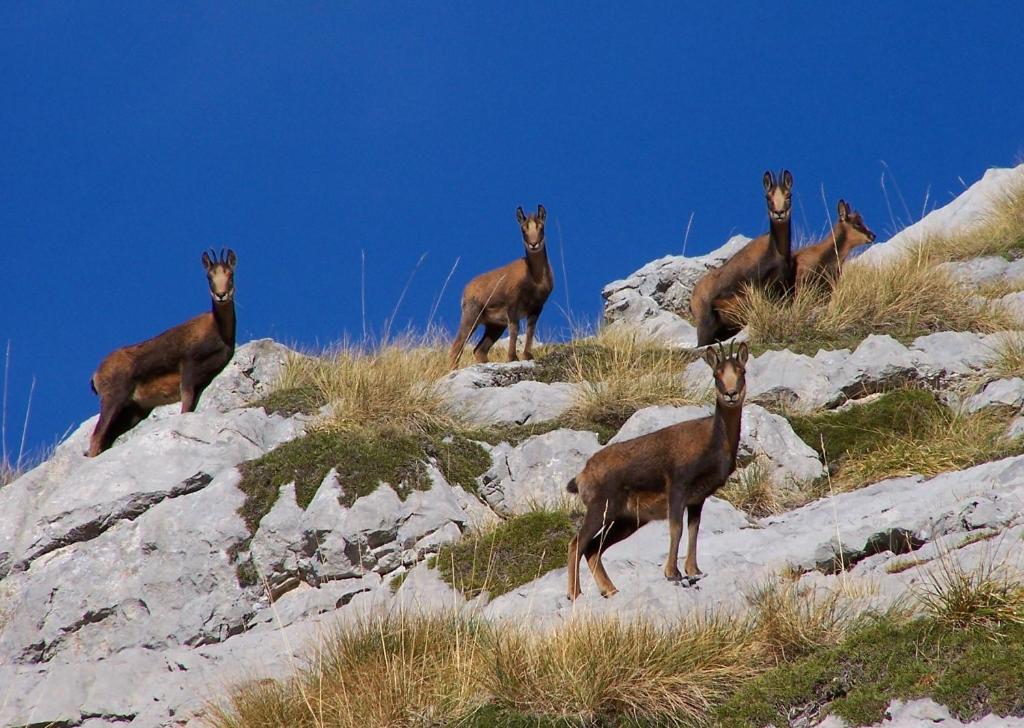 Hostal Nevandi Espinama Exteriér fotografie